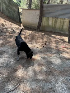 Adopt Butterfly