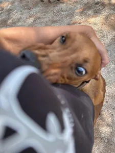 Hund Aris adoptieren