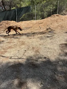Hund Aris adoptieren