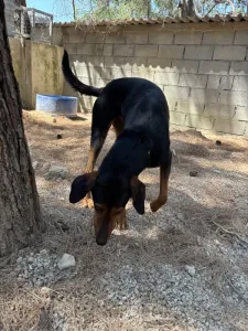 Adopt Marieta