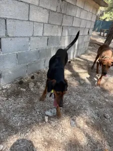 Adopt Marieta