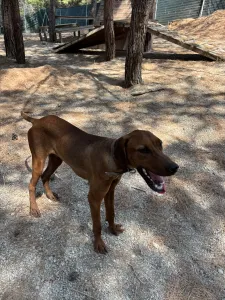 Hund Aris adoptieren