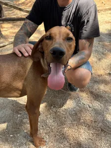 Hund Aris adoptieren