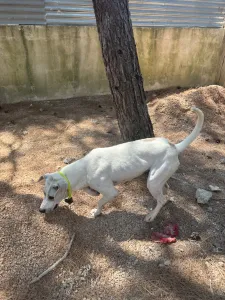 Hund Bellitsa adoptieren