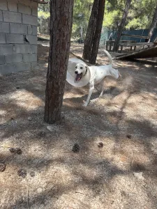 Hund Meli adoptieren