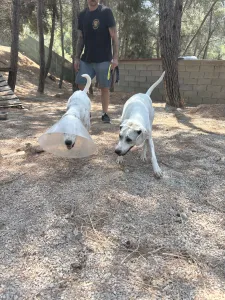 Hund Bellitsa adoptieren