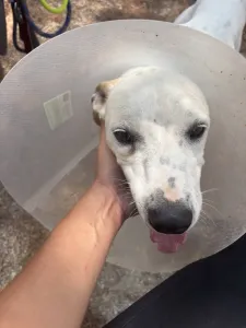 Hund Meli adoptieren