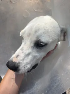 Hund Meli adoptieren