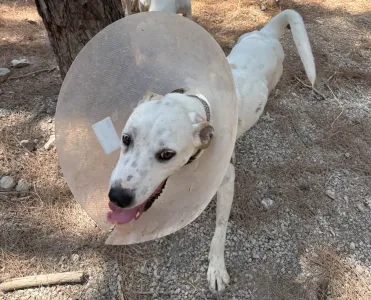 Hund Meli adoptieren