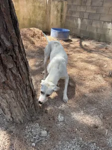 Hund Bellitsa adoptieren