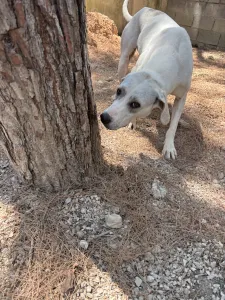 Hund Bellitsa adoptieren