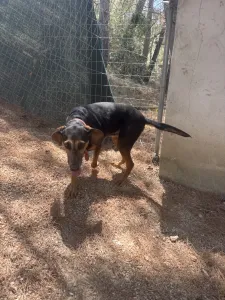 Adoptie hond Molly