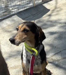 Adopt Cherry