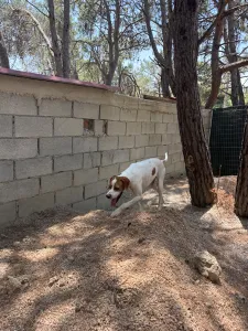 Adopt Aris