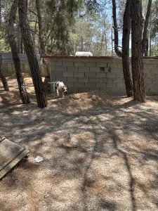 Adopt Aris