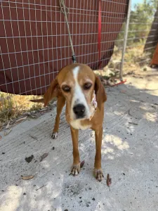 Adoptie hond Betty