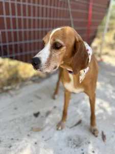 Adoptie hond Betty
