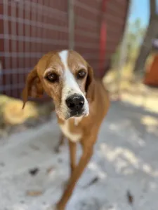 Adoptie hond Betty