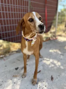 Adoptie hond Betty