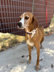 Adoptie hond Betty