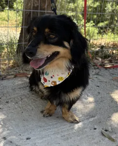 Adopt Markos