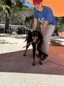 Hund Foivos adoptieren