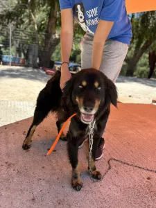 Hund Foivos adoptieren
