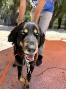 Hund Foivos adoptieren