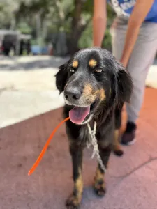 Hund Foivos adoptieren