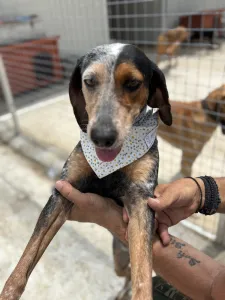 Adopt Trikolor