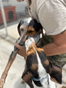 Adopt Trikolor