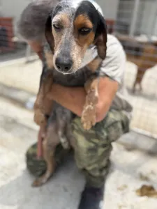 Adopt Trikolor