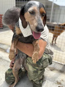 Adopt Trikolor