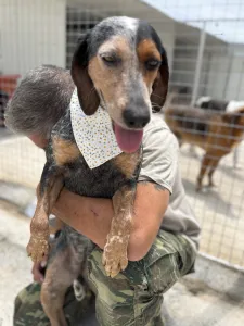 Adopt Trikolor