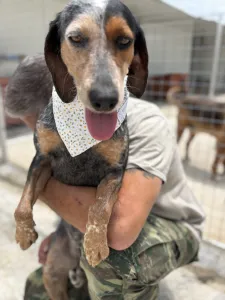 Adopt Trikolor