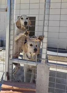 Adopt Roc