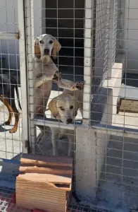 Adopt Roc