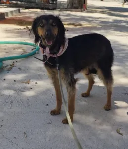 Adopt Kamela