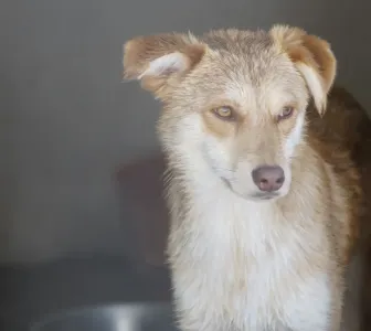 Adopt Blu
