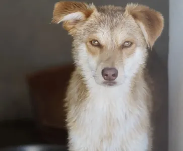 Adopt Blu