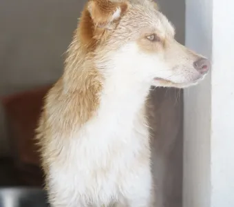 Adopt Blu