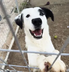 Adopt Louna