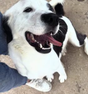 Adopt Louna