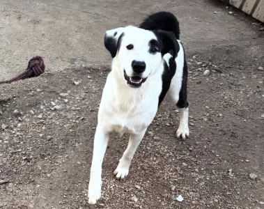 Adopt Louna