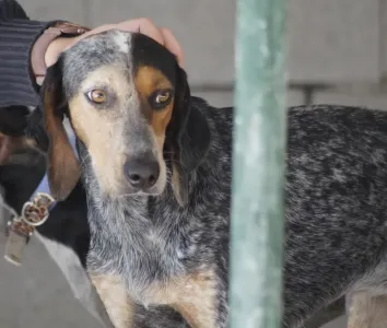Adopt Trikolor