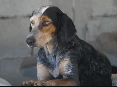 Adopt Trikolor