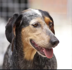 Adopt Trikolor