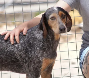 Adopt Trikolor