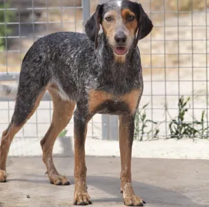 Adopt Trikolor