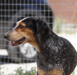 Adopt Trikolor
